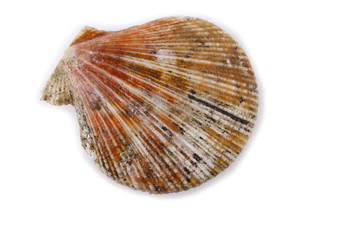 Scallop