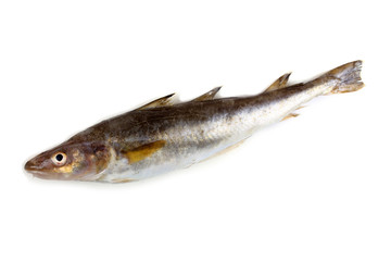 Safron cod fish