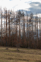 Pulsatilla grandis - Violet Pasque Flower growing in a meadow taken in the morning sunlight on a meadow. Photo with beautiful bokeh.