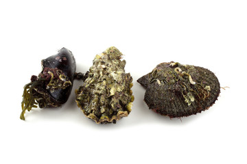 Oyster, mussel and scallop