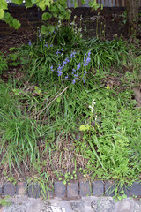 Bluebell Flowers in Grassy Hedgerow beside  Canal Towpath 