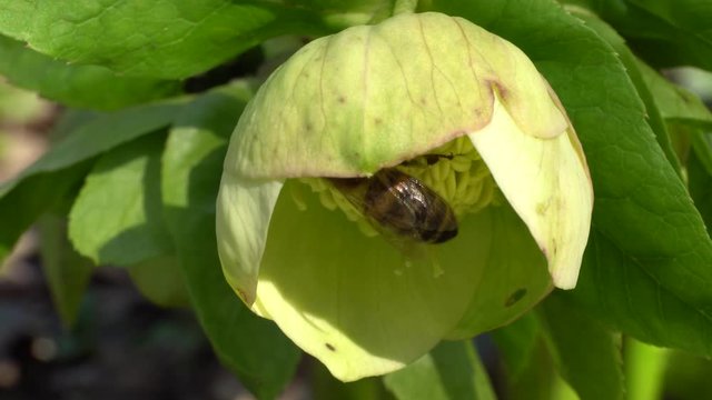 Macro of a spring Caucasian bee Apis mellifera pollinating a flower of the primrose Helleborus caucasicus with green flowers in the foothill forest of the North Caucasus