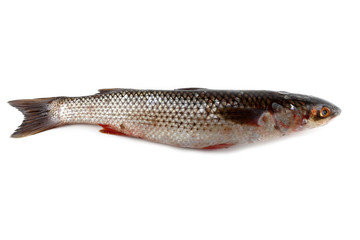 Pelengas (So-iny mullet)