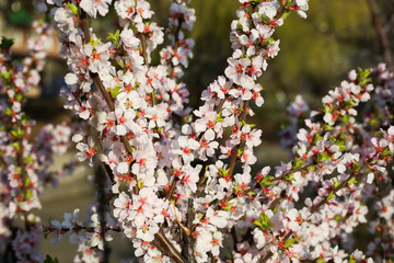 Cherry blossom tree in the park. Beautiful spring background.