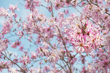Spring Magnolias in bloom