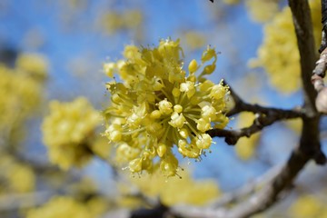 Fototapeta na wymiar Yellow flowers in spring