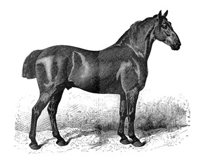 Obraz na płótnie Canvas Horse thoroughbred / Antique illustration from Brockhaus Konversations-Lexikon 1908