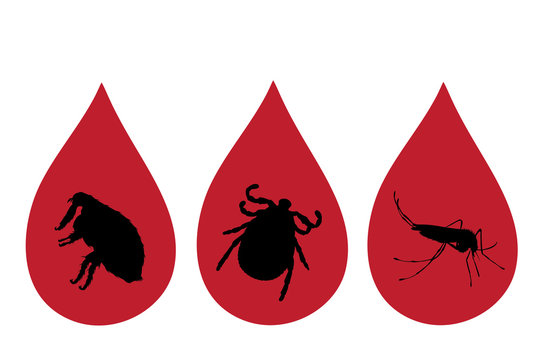 Set of vector silhouette of insect inside drop of blood on white background. Symbol of attention on insect. Danger of diseases.