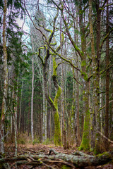 lush bright green moss on a tree trunk