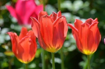 Top view of tree vivid red tulips and green grass in a garden in a sunny  spring day, beautiful outdoor floral background photographed with soft focus