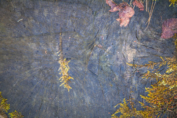 Cut down tree trunks from above, washed by elements, covered by moss and old leaves