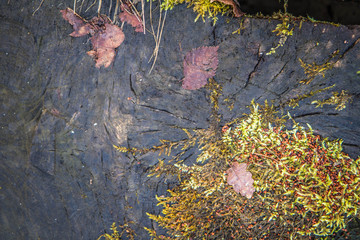 Cut down tree trunks from above, washed by elements, covered by moss and old leaves