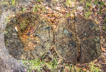 Two cut down tree trunks seen from above