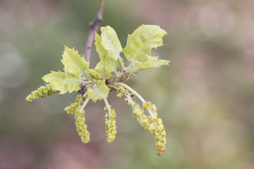 Quercus faginea the Portuguese or Valencian oak deciduous tree spring shoots and male catkins