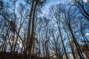 Trees in a forest seen upwards against a blue sky with some white clouds