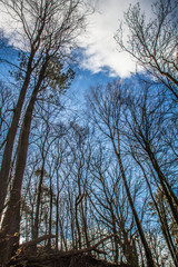 Trees in a forest seen upwards against a blue sky with some white clouds