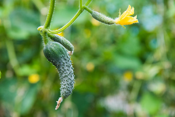 Cucumber farm greenhouse