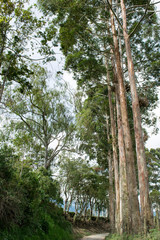 Fototapeta premium Colombia