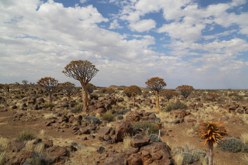 Fototapeta na wymiar Quiver trees of the Kalahari Desert in Namibia
