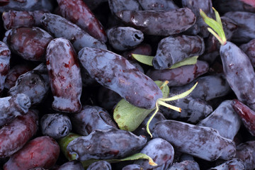 Honeysuckle berries background