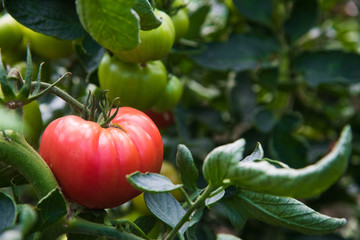 Tomato growing in greenhouse