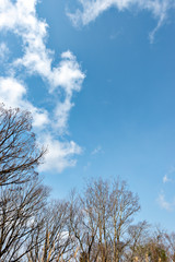 Deciduous tree without leaf in Japan in winter season