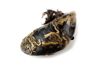 Mussel