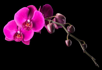 Naklejka na ściany i meble Branch of violet phalaenopsis or Moth orchid from isolated on black background