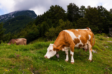 Fototapeta na wymiar Cow grazing after the transhumance, Slovenia