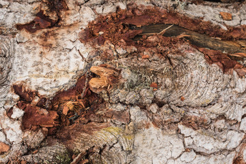 tree bark with moss and lichen texture close-up no people