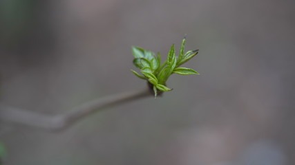 Coming of spring. Close-up of green sprout on branch on blurry background. Concept of springtime and bud opened.