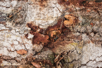 oak tree bark with moss and lichen texture close-up no people