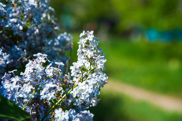 Obraz premium Spring branch of blossoming lilac