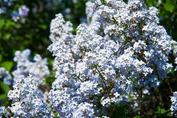 Spring branch of blossoming lilac