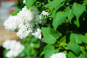 Spring branch of blossoming lilac