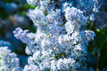Spring branch of blossoming lilac