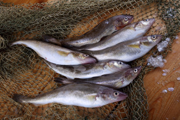 Saffron cod on net