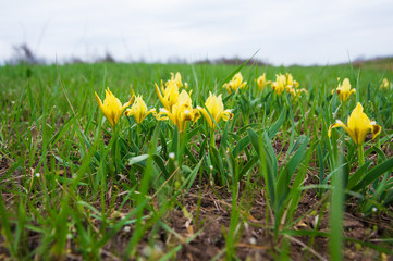 Beautiful spring flower, Irises