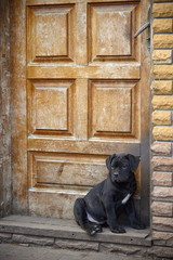 puppy of cane corso sits near a yellow door