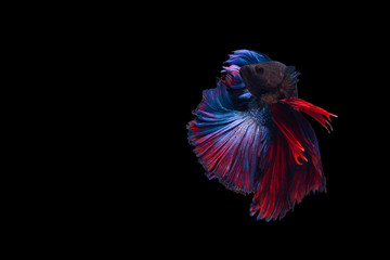 Betta fish,Siamese fighting fish in movement isolated on black background. 