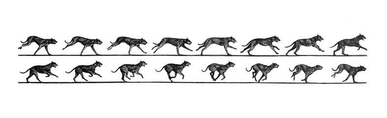 Composition of Jumping dog in different stages / Antique illustration from Brockhaus Konversations-Lexikon 1908