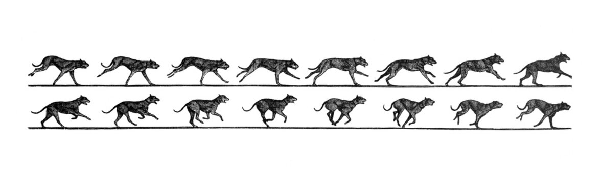 Composition of Jumping dog in different stages / Antique illustration from Brockhaus Konversations-Lexikon 1908