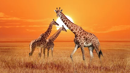 Gordijnen Groep wilde giraffen in de Afrikaanse savanne. Wildlife van Afrika. Serengeti Nationaal Park. Tanzania. © delbars