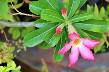 Pink adenium flowers with blur green leaves background. Adenium obesum is a colorful houseplant in temperate regions.