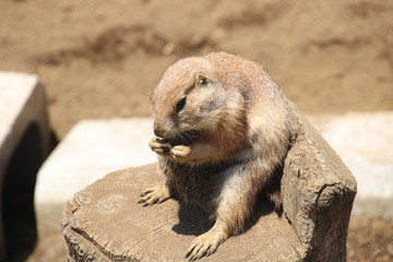 プレーリードッグの腰掛け
