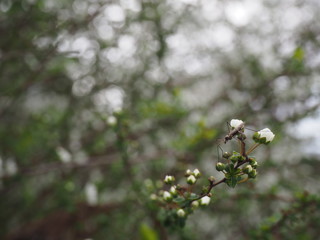 咲きかけのユキヤナギと蕾に止まる蚊