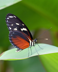 Fototapeta na wymiar Heliconius hecale zueika or Postman Butterfly