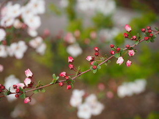 ピンクユキヤナギの蕾