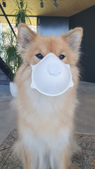 Fototapeta na wymiar Dog puts a protective mask on his face