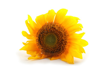 Obraz premium Sunflower
